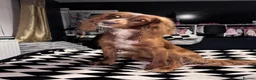 Cocker Spaniel dogs for stud: Working cocker spaniel  - Advert 5