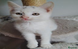 Mixed Breed cats for sale: Mircochipped female white kitten  - Image 6