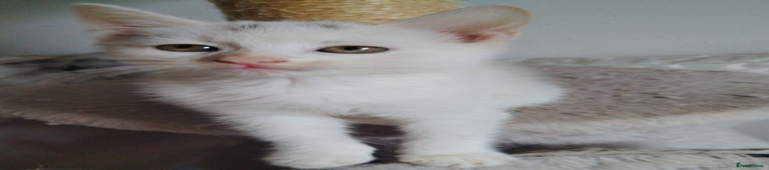 Female kitten 