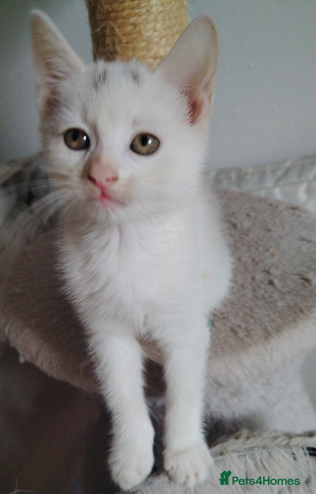 Mixed Breed cats for sale: Mircochipped female white kitten  - Image 6