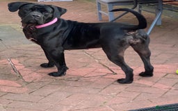 Cane Corso dogs for sale: Denver - Image 3
