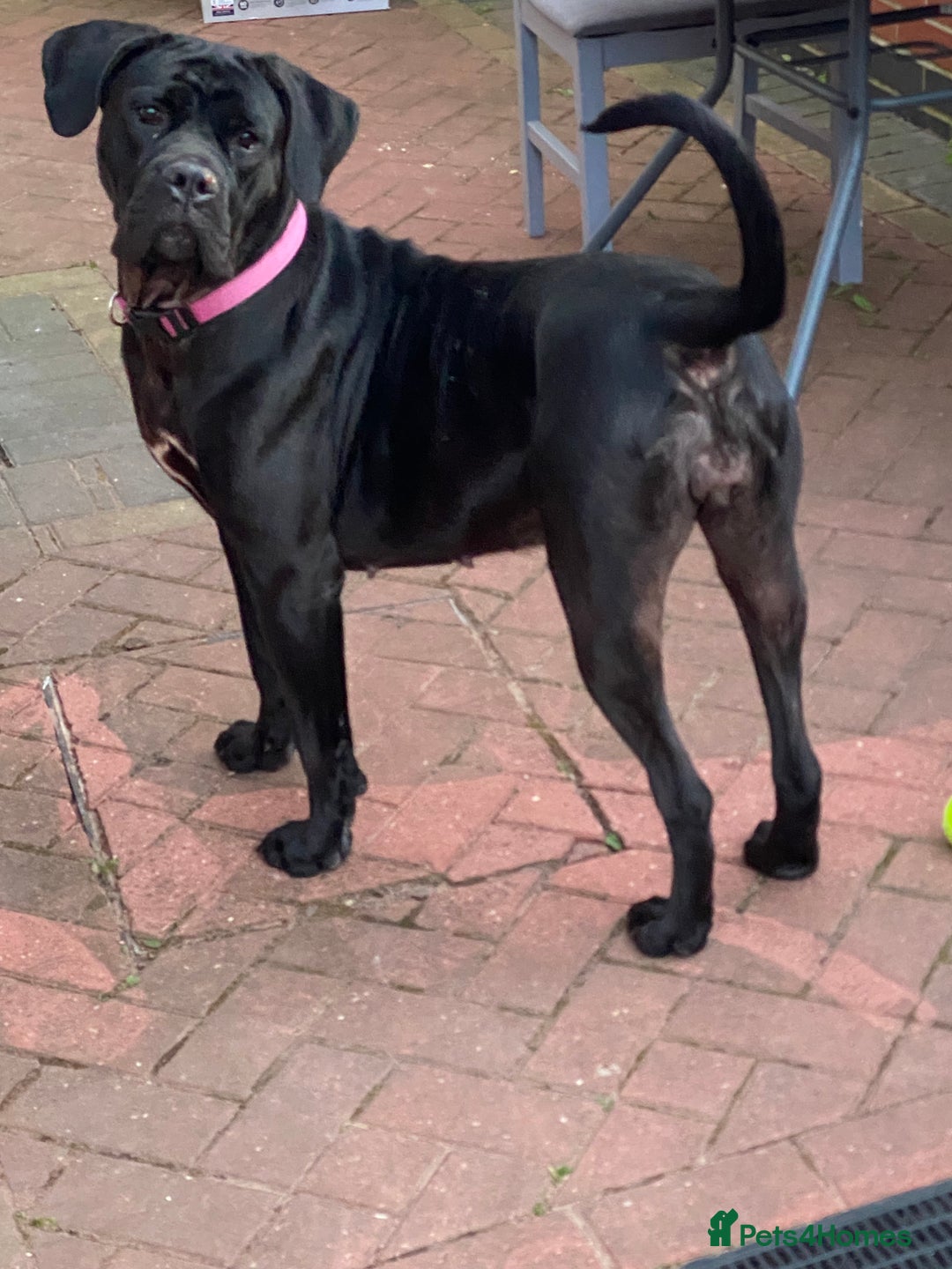 Cane Corso dogs for sale: Denver - Image 3