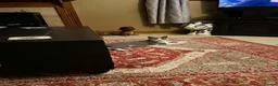 British Shorthair cats for sale: British blue kittens mum & dad GCCF  - Advert 6