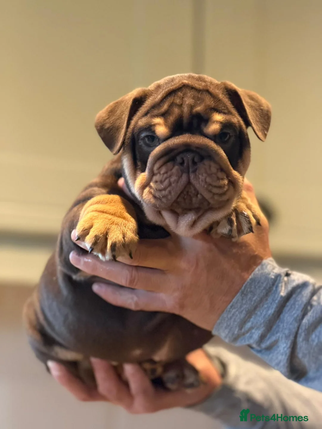 English Bulldog dogs for sale: English bulldog puppies  - Advert 1