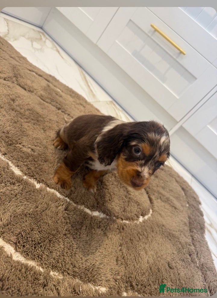 Cocker Spaniel dogs for sale: Cocker spaniel show type puppies  - Advert 14