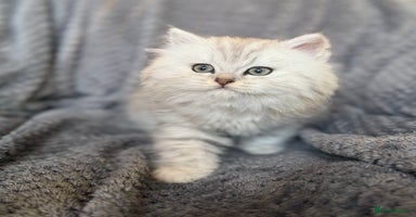 British Longhair cats - Advert 5