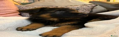German Shepherd 9