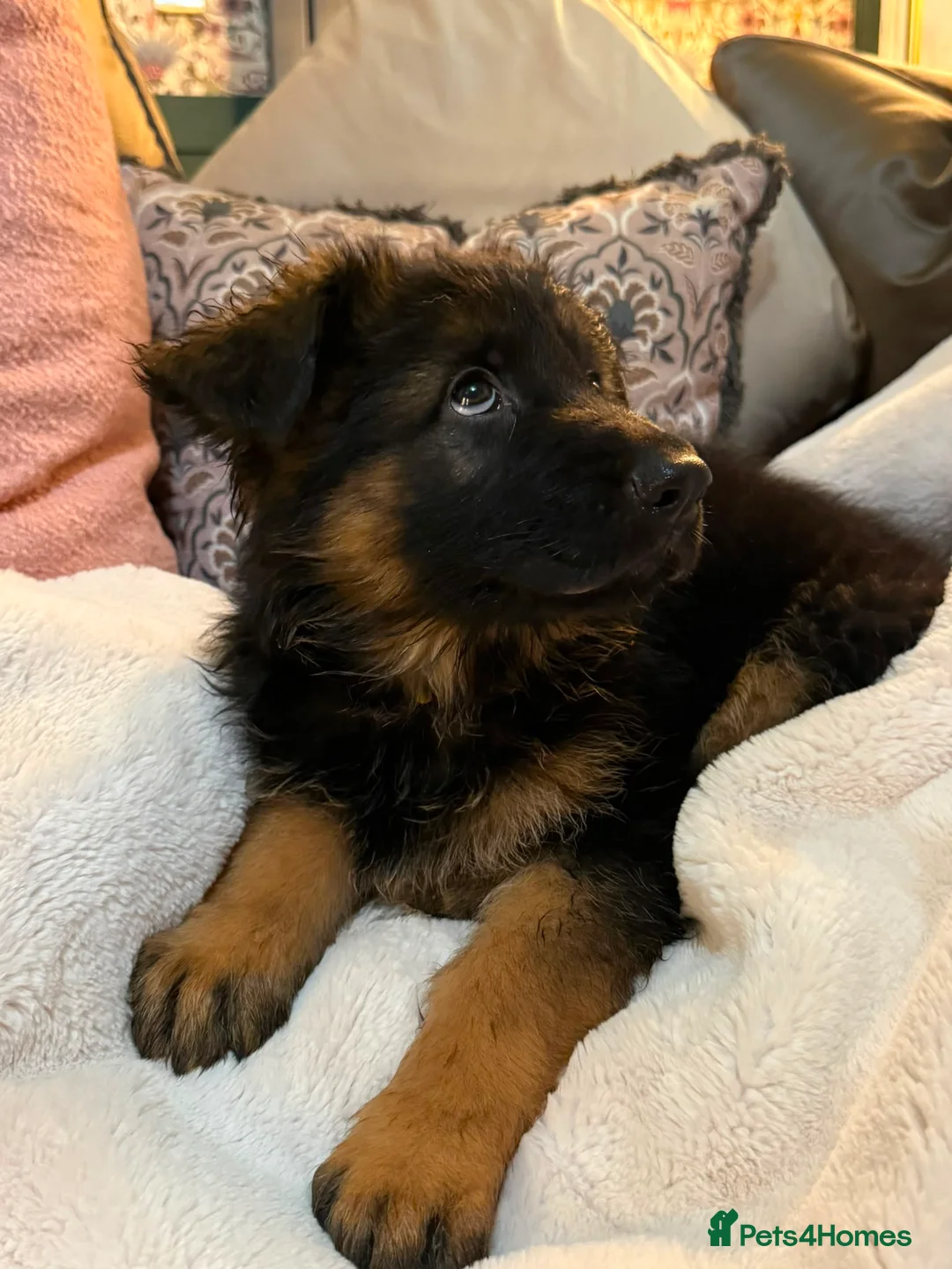 German Shepherd dogs for sale:  READY NOW Stunning  German Shepherd Puppies - Advert 17