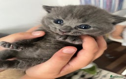 Russian Blue cats for sale: Kittens half Russian Blue - Image 2