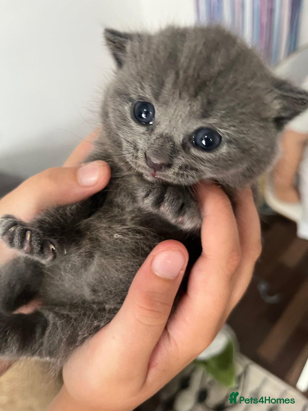 Russian Blue cats for sale: Kittens half Russian Blue - Image 2