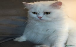 Persian cats for sale: Persians with beautiful features 4 AVAILABLE - Advert 3