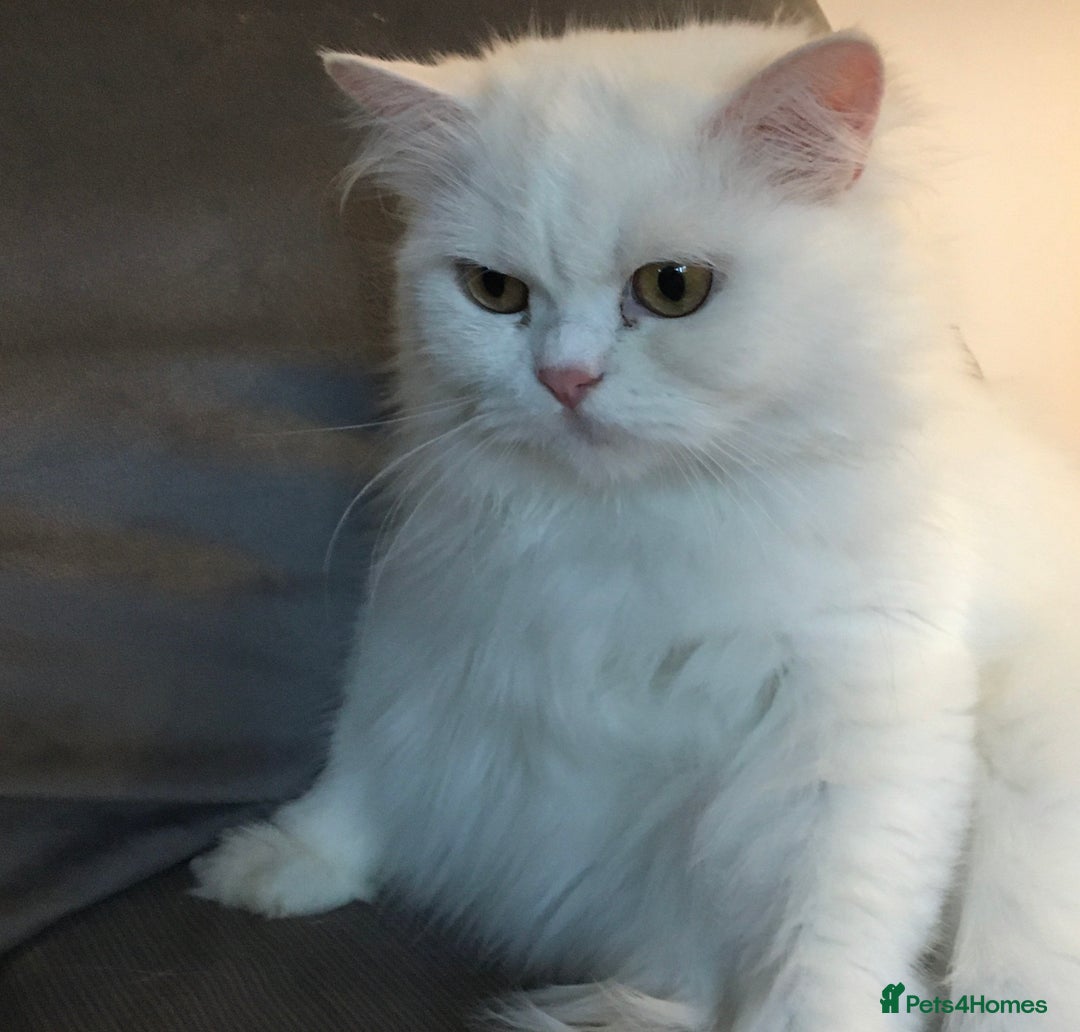 Persian cats for sale: Persians with beautiful features 4 AVAILABLE - Advert 3