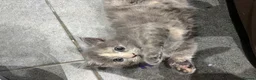 Mixed Breed cats for sale: Beautiful grey Fluffy Kittens! - Advert 15
