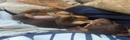 Miniature Dachshund dogs for sale: Male miniature dachshund  in Aldershot - Advert 4