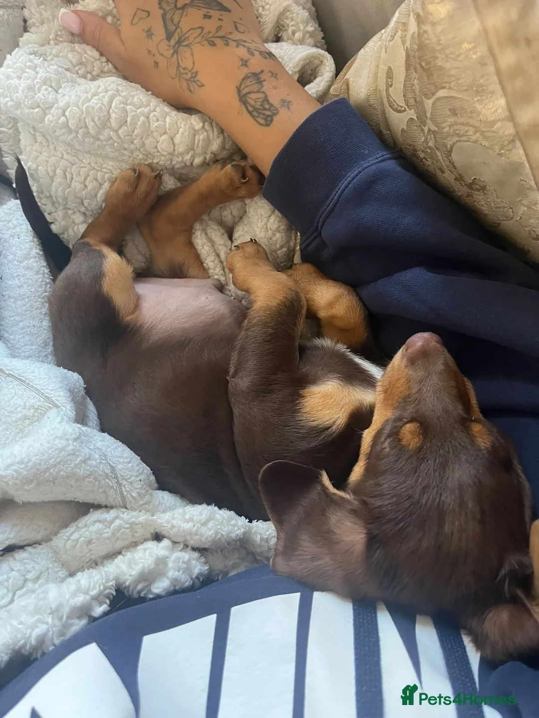 Miniature Dachshund dogs for sale: Male miniature dachshund  in Aldershot - Advert 4
