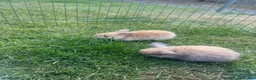 Mini Lop rabbits for sale: Beautiful mini lop rabbits  - Advert 10