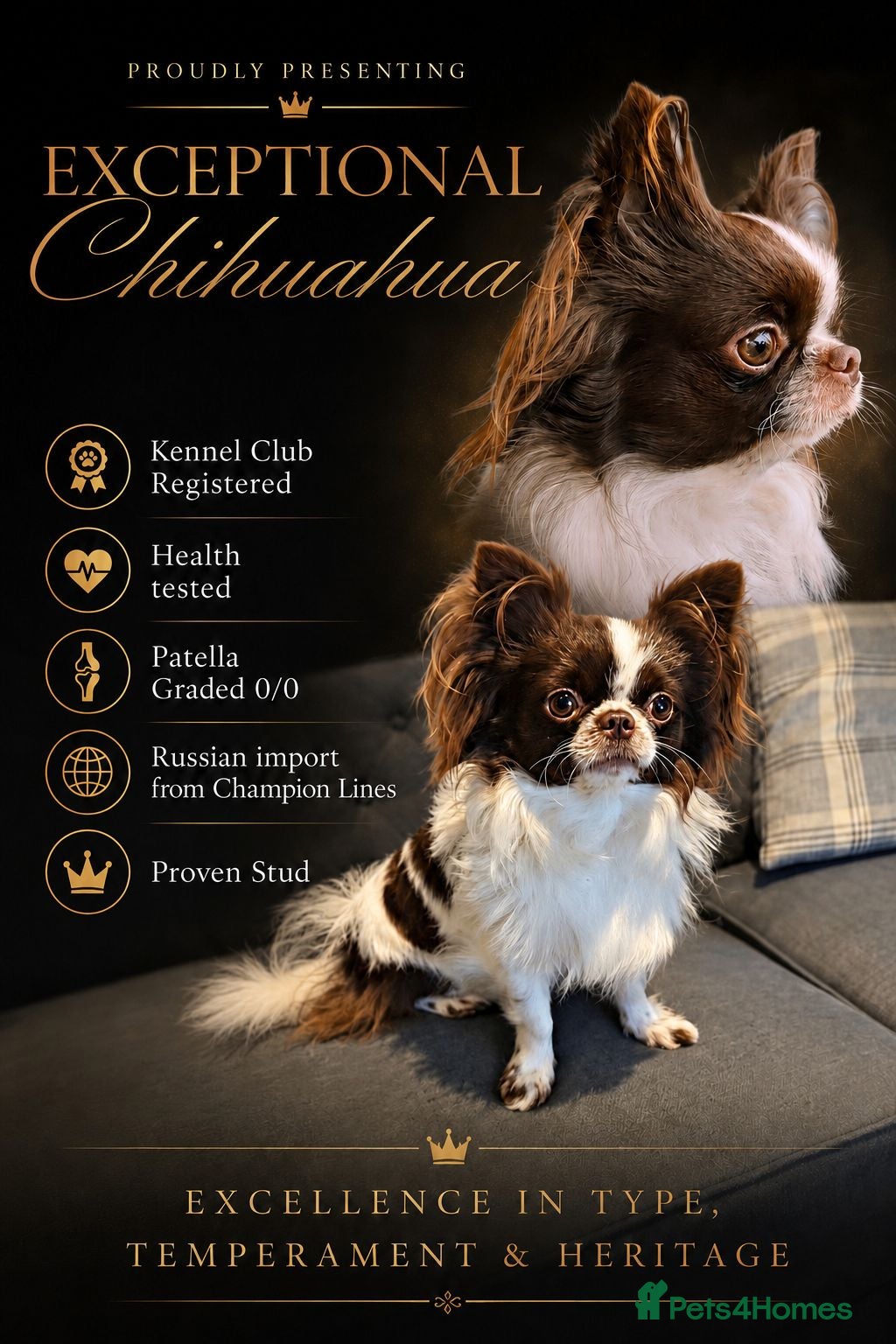 Chihuahua dogs KC reg-Heath Tested-Proven Stud - Advert 10