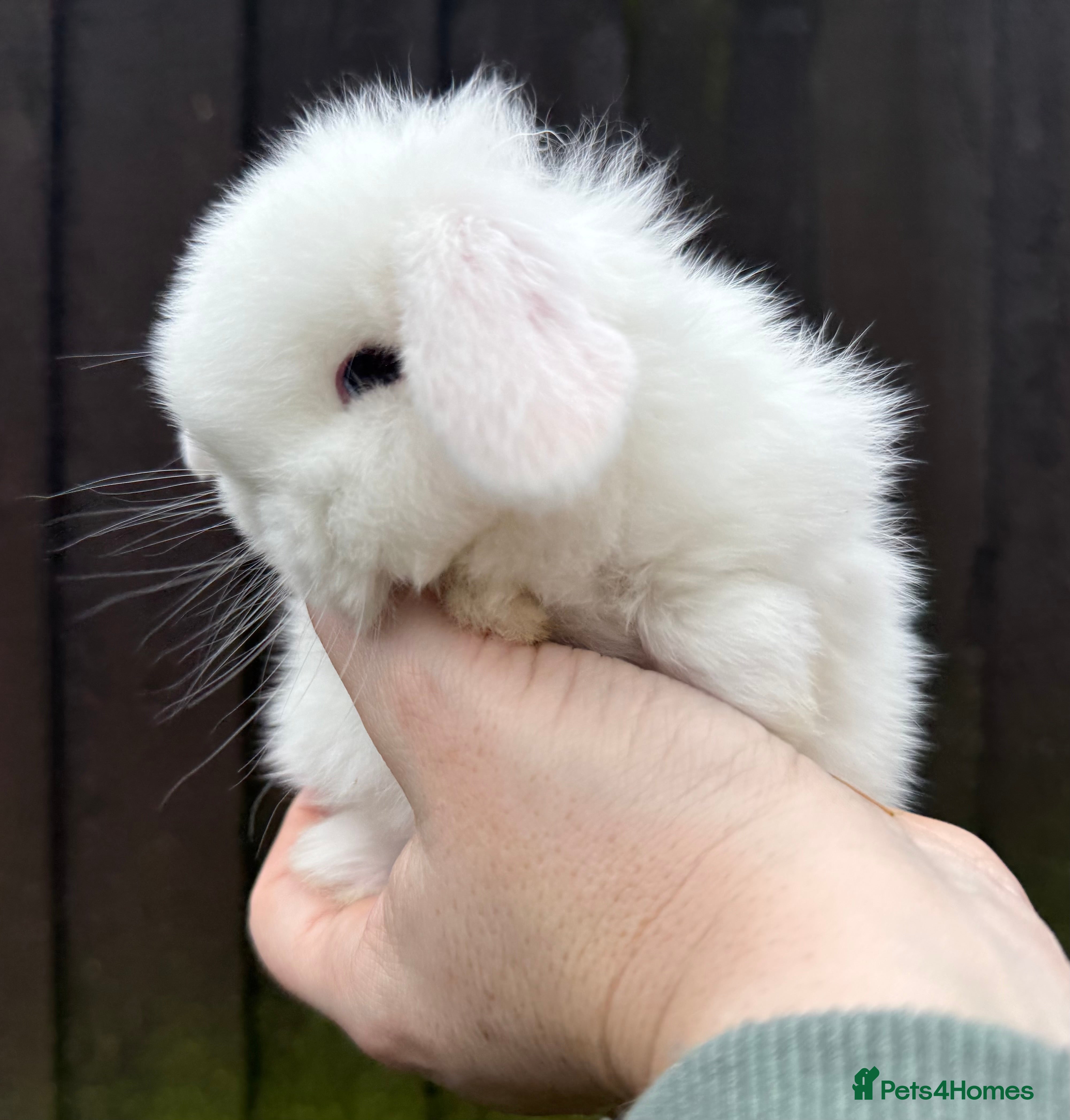 Mini Lop rabbits Bew buck and choc Harli doe mini lop siblings - Advert 1