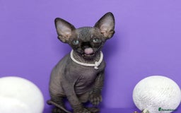 Sphynx cats for sale: Sphynx Black Solid Girls  - Advert 22