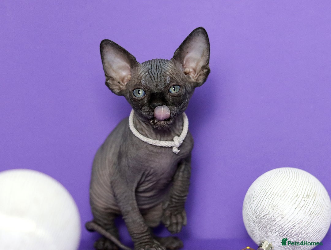 Sphynx cats for sale: Sphynx Black Solid Girls  - Advert 22