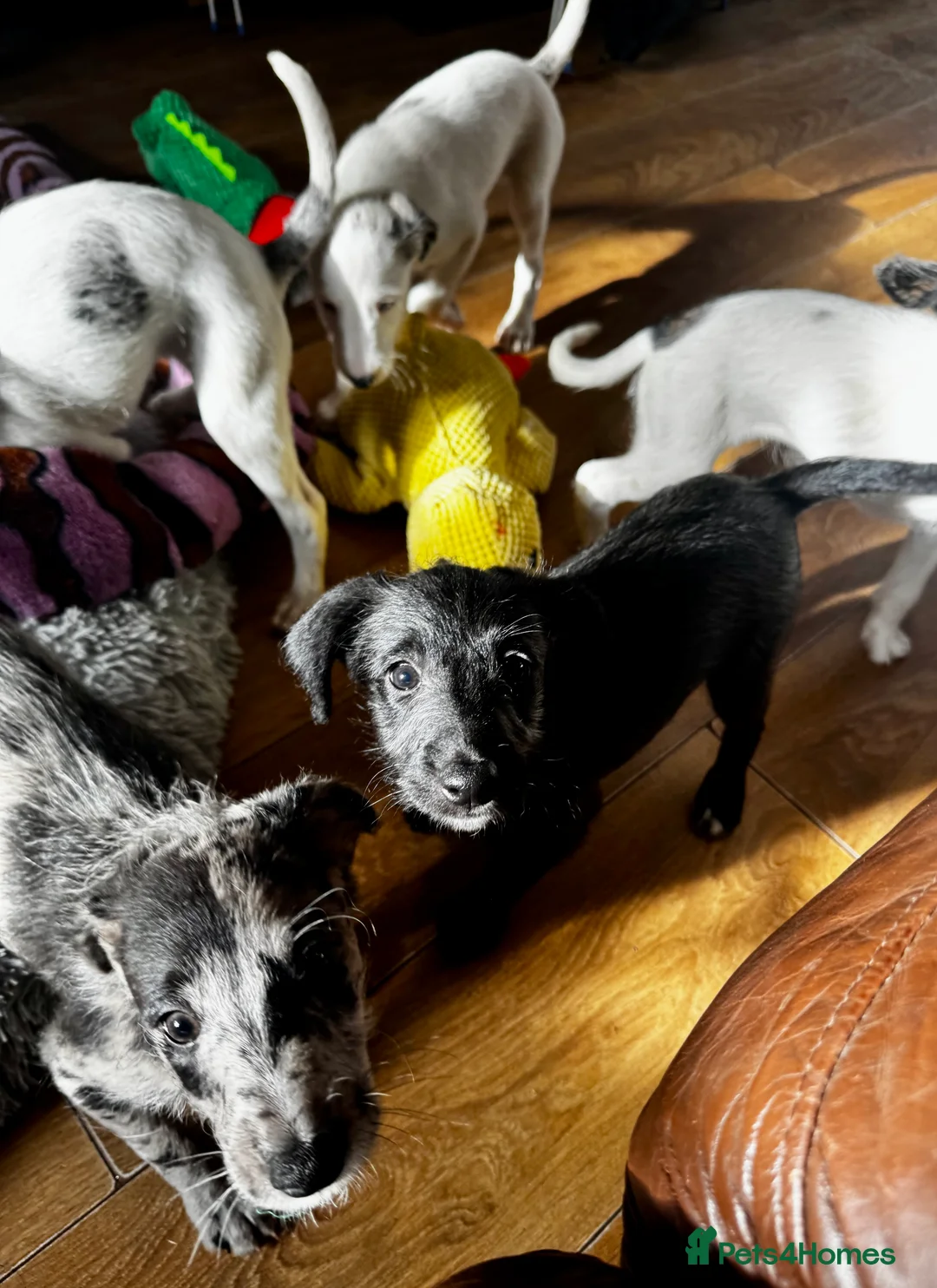 Mixed Breed dogs for sale: Whippet x Poodle READY NOW - Advert 19