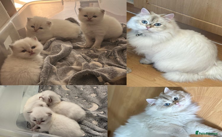 British Longhair cats - Advert 1