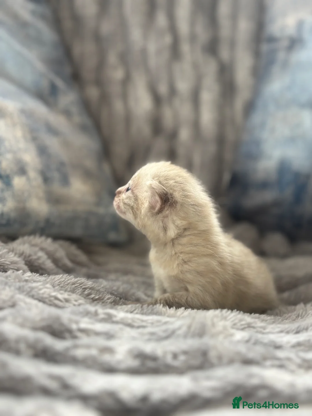 Bengal cats for sale: True to type Bengal kittens  - Advert 2