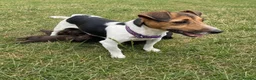 Jackapoo dogs for sale: Jackapoo puppies 🐾 - Advert 9