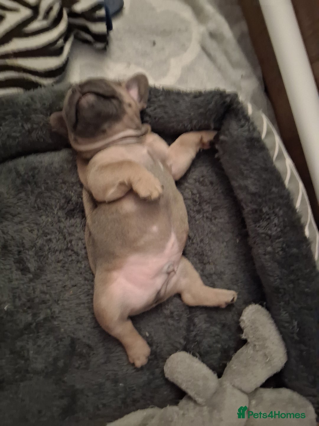 French Bulldog dogs for sale: French bulldogs - Advert 15