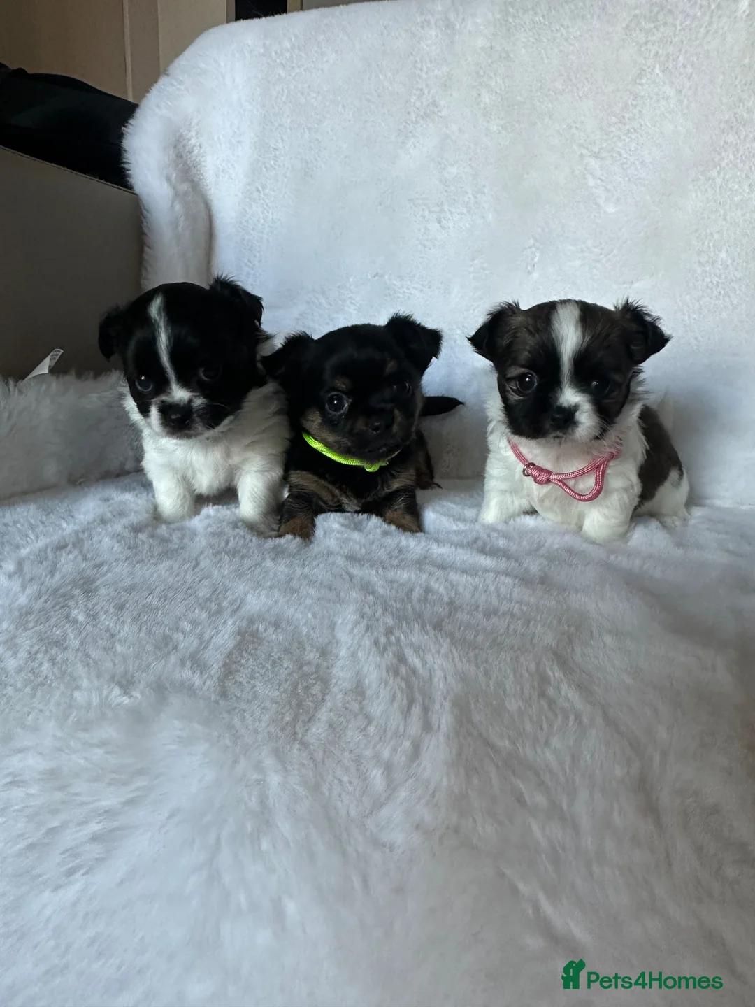 Mixed Breed dogs for sale: Jack Russell mixed Chihuahua - Advert 1
