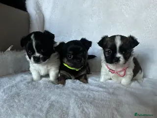 Mixed Breed dogs Jack Russell mixed Chihuahua - Advert 1