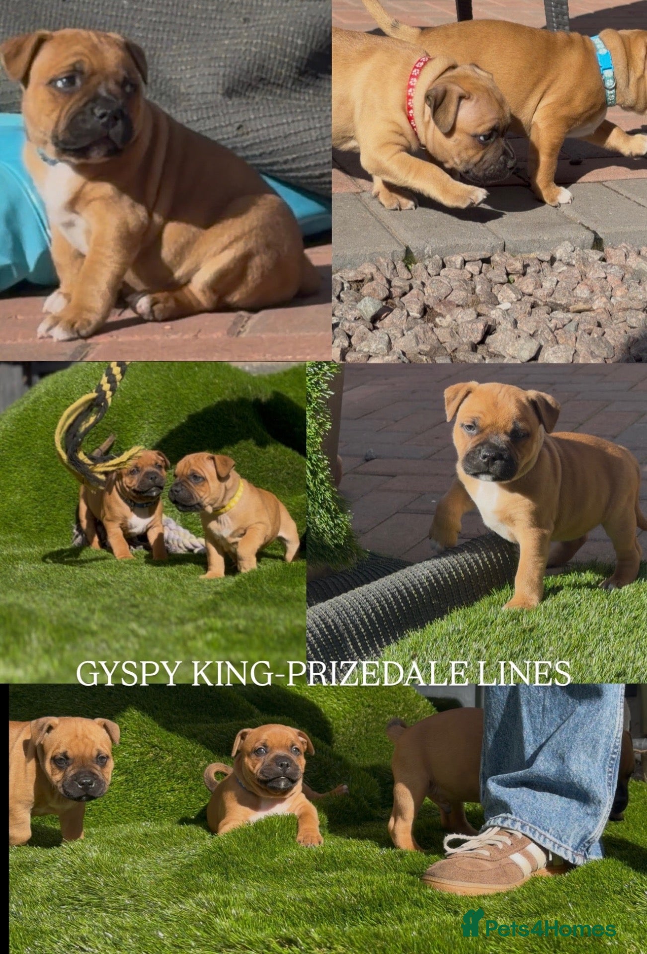 Staffordshire Bull Terrier dogs 6 red boys  - Advert 1