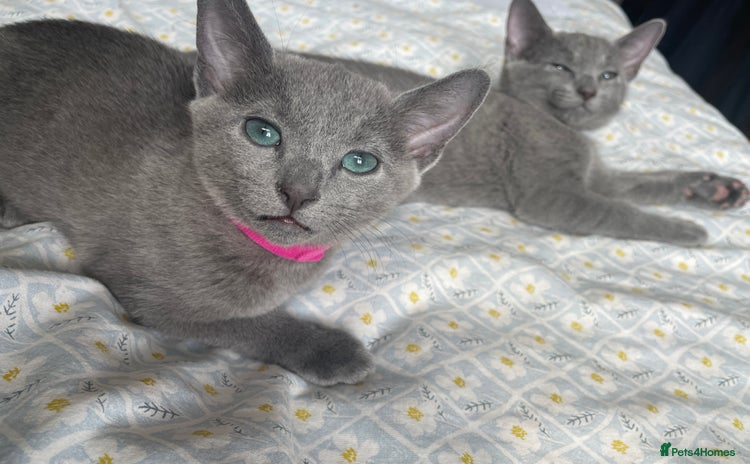 Russian Blue cats - Advert 1