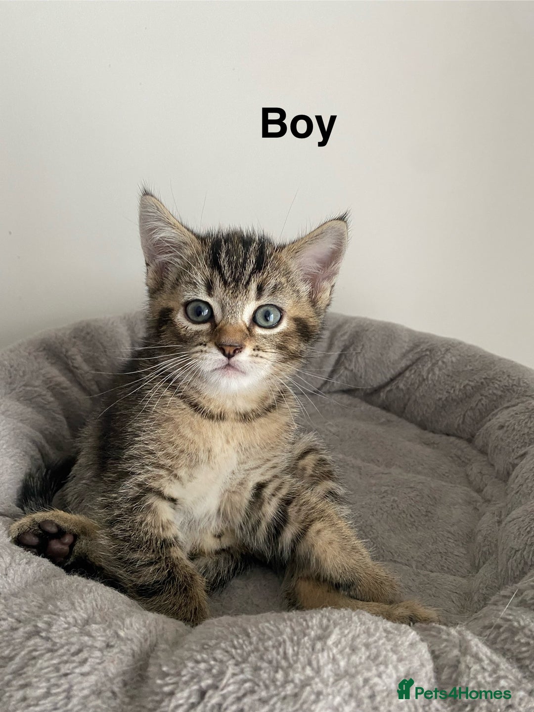 Scottish Fold cats for sale: Scottish kittens - Image 7