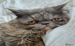 Persian cats for sale: Blue/cream persian kitten / cat 1 year - Image 1