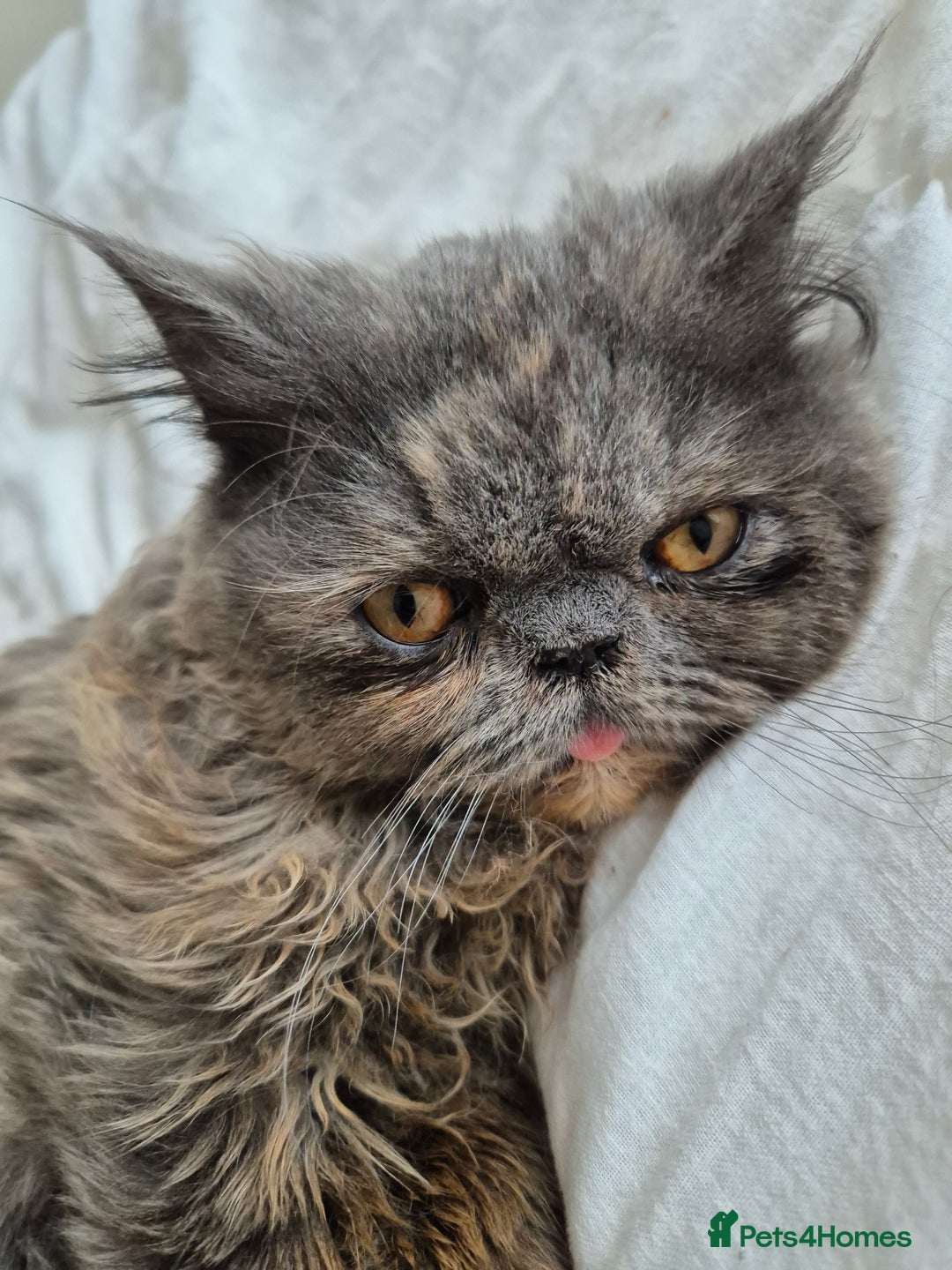 Persian cats for sale: Blue/cream persian kitten / cat 1 year - Image 1