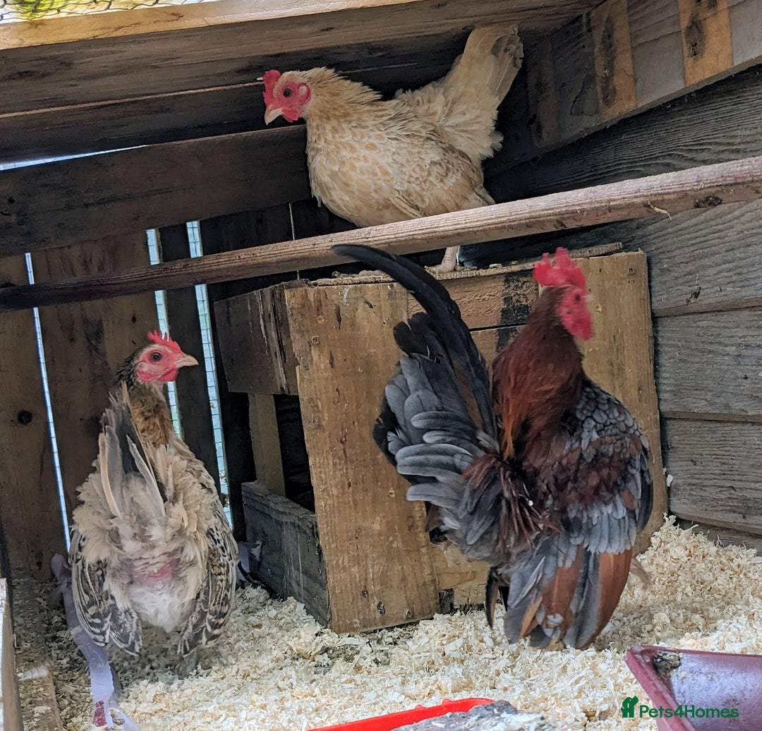 Chickens poultry for sale: Tiny Seramas Bantams,Adults & Youngsters. - Image 12