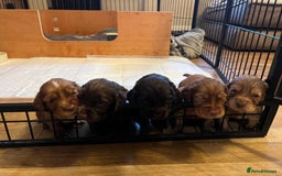 Cocker Spaniel dogs for sale: Ready now🐶X1 boy left🐶working cocker spaniel - Image 10