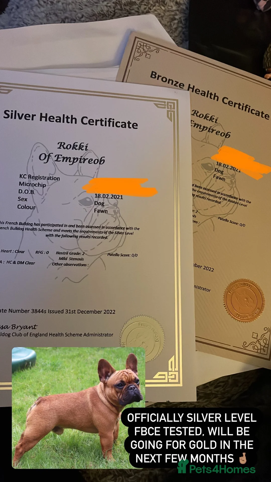 French Bulldog dogs for stud: 💥3x Ch Rocky of Empire OB UK💥FBCE Silver Tested in Doncaster - Advert 31