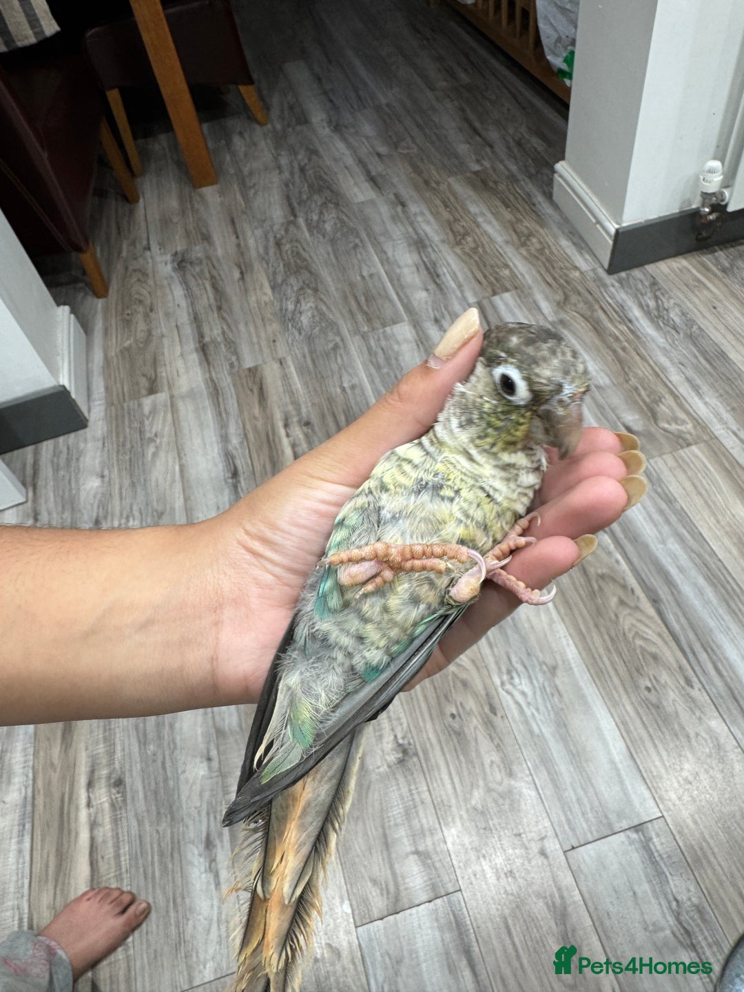 Lorikeets birds for sale: Hand fed baby conures for sale rare breed - Image 29