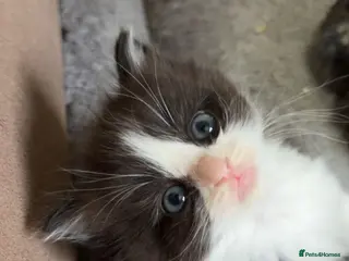 Ragdoll cats 8 week old half ragdoll kittens - Advert 3