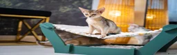 Abyssinian cats for sale: Pure Silver Abyssinian Champion Lines 🏆 Tica - Advert 24