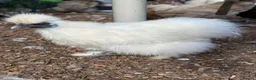 Chickens poultry for sale: White mini silkies  - Advert 4