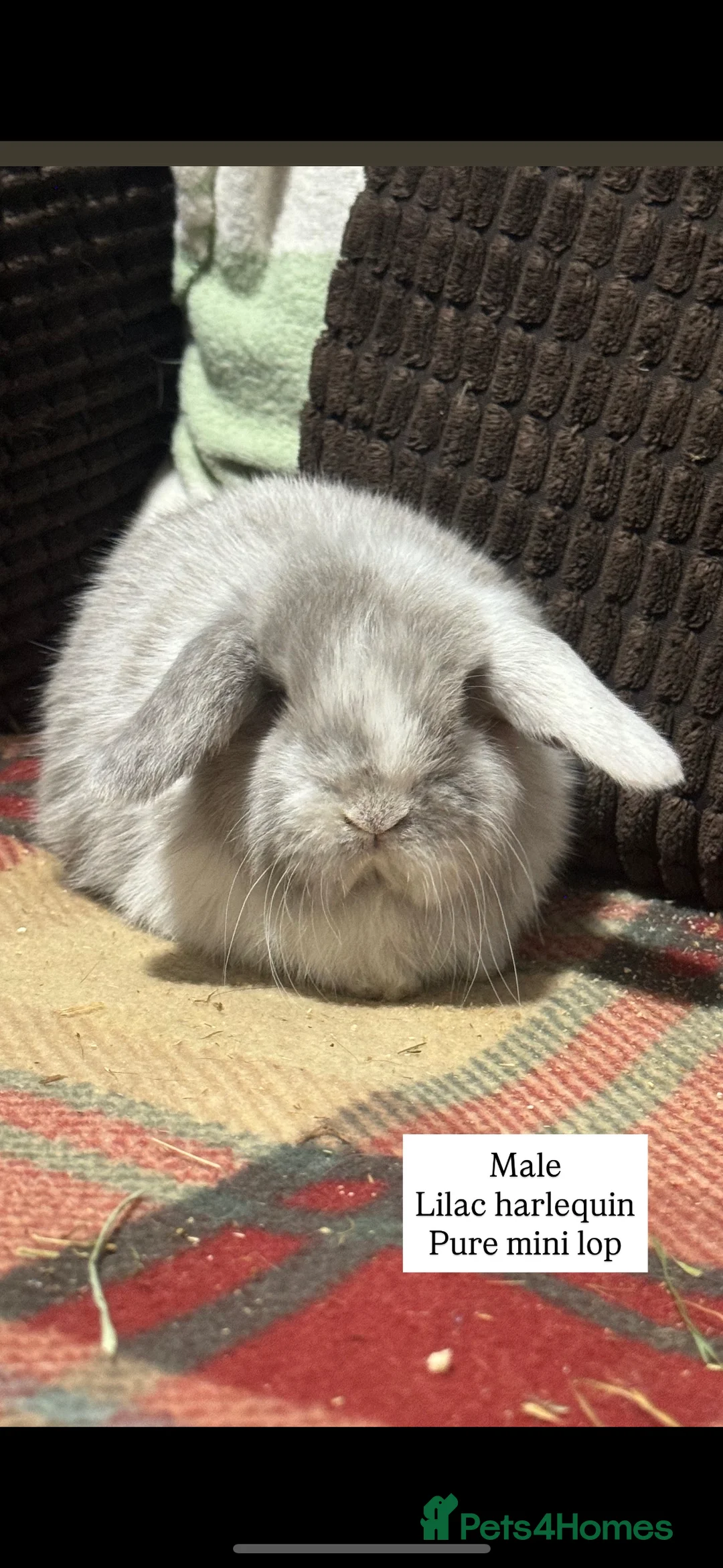 Mini Lop rabbits for sale: Gorgeous mini lop & lion lop babies  - Advert 14