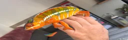 Chameleon reptiles for sale: Male blue bar - Advert 4