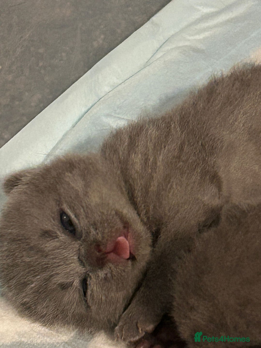 British Shorthair cats for sale: Beautiful Grey British Shorthair Kittens - Image 16