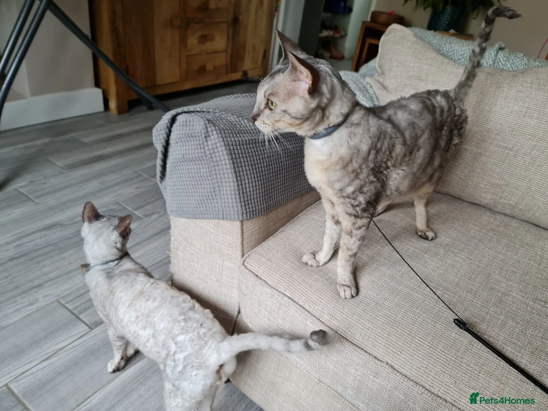 Cornish Rex cats for sale: Very friendly pair male Cornish rex - Advert 2