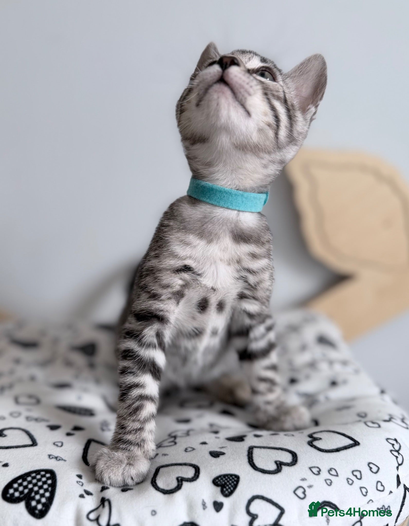 Bengal cats Exceptional Silver, Blue & Brown Bengal Kittens  - Advert 2