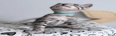 💎 Meet BORYU – A Stunning Silver Blue Bengal Boy 💎