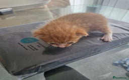 Abyssinian cats for sale: Beautiful & very therapeutic to watch them grow :) - Image 9